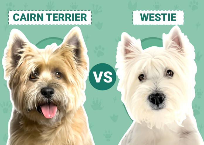 Cairn Terrier vs. Westie: Unveiling the Delightful Differences